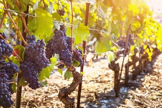 Cachos de uvas tintas maduras na videira sob a luz do sol